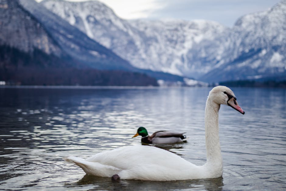 400 Best Male And Female Swiss Names