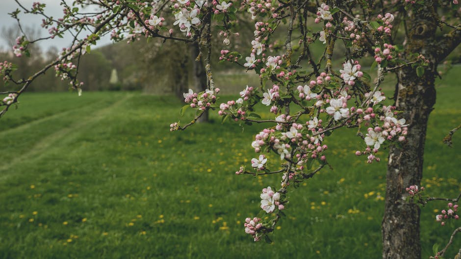 400 Cute Garden Names to Inspire You